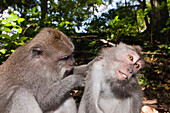 Delousing Longtailed Macaques, Macaca fascicularis, Bali, Indonesia