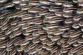 Striped Eel Catfish, Plotosus lineatus, Amed, Bali, Indonesia