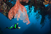 Taucher am Liberty Wrack, Tulamben, Bali, Indonesien