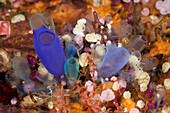 Colorful Colony of Sea Squirts, Rhopalaea, Alam Batu, Bali, Indonesia