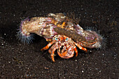 Hermit Crab in symbiotic with Parasite Anemones, Dardanus pedunculatus, Alam Batu, Bali, Indonesia
