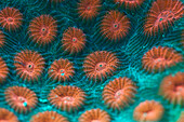 Fluorescent Hard Coral, Diploastrea heliopora, Alam Batu, Bali, Indonesia