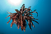 Crinoid hover over Reef, Comantheria sp., Alam Batu, Bali, Indonesia