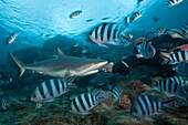 Grauer Riffhai bei Haifuetterung, Carcharhinus amblyrhynchos, Beqa Lagoon, Viti Levu, Fidschi