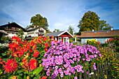 Bauerngarten mit Dahlien, Fraueninsel, Chiemsee, Chiemgau, Oberbayern,  Bayern, Deutschland