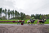 Horse-drawn carriage with a tree trunk, Maypole celebration, Sindelsdorf, Weilheim-Schongau, Bavarian Oberland, Upper Bavaria, Bavaria, Germany