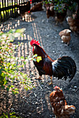 Huhn und Hahn, Sindelsdorf, Weilheim-Schongau, Bayerisches Oberland, Oberbayern, Bayern, Deutschland