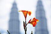 Orange gladioluses with Petronas Towers in the background, Kuala Lumpur, Malaysia, Asia