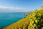 Weinberge mit Genfer See im Sonnenlicht, Genfer See, Weinberge von Lavaux, UNESCO Welterbe Weinbergterrassen von Lavaux, Waadtland, Schweiz, Europa