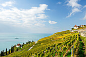 Weinberge mit Genfer See unter Wolkenhimmel, Genfer See, Weinberge von Lavaux, UNESCO Welterbe Weinbergterrassen von Lavaux, Waadtland, Schweiz, Europa