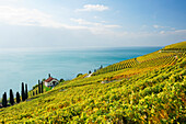 Villa in Weinberg mit Genfer See, Genfer See, Weinberge von Lavaux, UNESCO Welterbe Weinbergterrassen von Lavaux, Waadtland, Schweiz, Europa