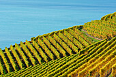 Weinberge mit Genfer See, Genfer See, Weinberge von Lavaux, UNESCO Welterbe Weinbergterrassen von Lavaux, Waadtland, Schweiz, Europa