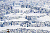Wälder und Wiesen im Schnee, Winterlandschaft, Oberbayern, Deutschland, Europa