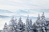 Blick auf die Kocheler Berge vom Zwiesel aus im Winter, Bayerische Alpen im Winter, Oberbayern, Deutschland, Europa