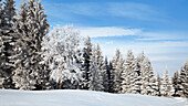 Bergwald auf dem Zwiesel im Winter, Fichten Buchen Mischwald, Voralpenland, Oberbayern, Deutschland, Europa