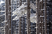 Bergwald auf dem Blomberg im Winter, Fichtenwald, Voralpenland, Oberbayern, Deutschland, Europa