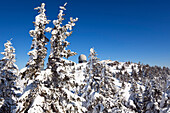 Snow covered spruce under blue sky, Great Arber summit with observatory, Bavarian Forest, Bayerisch Eisenstein, Lower Bavaria, Germany, Europe