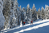 Skitourengeher im Bergwald am Grossen Arber, Bayerischer Wald, Bayerisch Eisenstein, Niederbayern, Deutschland, Europa