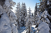 Snow covered spruces, Great Arber mountain, Bavarian Forest, Bayerisch Eisenstein, Lower Bavaria, Germany, Europe