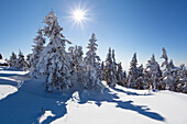 Verschneite Fichten im Sonnenlicht, Winterlandschaft auf dem Arber, Bayern, Deutschland, Europa