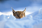 European lynx in the snow, Nationalpark Bayrischer Wald, Bavaria, Germany, Europe