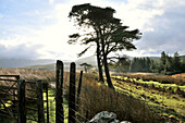 Landscape near Bala lake, Llyn Tegid, Bala, Gwynedd, North Wales, Wales, Great Britain
