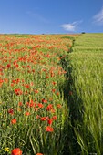 Common Poppy Papaver rhoeas and Corn on the South Downs nr Brighton West Sussex