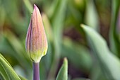 Raw Tulip, Netherlands