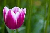 Pink Tulip, Netherlands