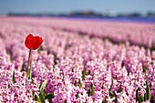 Red Tulip in Pink Hyacinths field