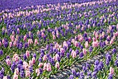 Hyacinths fields, Netherlands