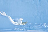 Female polar bear standing and scenting the air