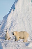Female polar bear and five month old cub at iceberg Navy Board Lancaster Sound, Baffin Island The animals have been listed as at risk due to Climate change