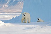 Female polar bear and five month old cub at iceberg Navy Board Lancaster Sound, Baffin Island The animals have been listed as at risk due to Climate change
