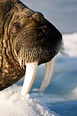 Walruses resting on ice floe, the animal's skin flushes pink when warm to dissipate heat