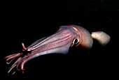 humboldt or Jumbo squid, Dosidicus gigas swimming at night