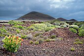 Flora and landscape of the Canary Islands. Special Nature Reserve Güímar badlands. Tenerife. Spain.