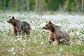 European brown bear Ursus arctos arctos in the field of Arctic cotton flower. Finland. Scandinavia. Europe