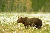 European brown bear Ursus arctos arctos in the field of Arctic cotton flower. Finland. Scandinavia. Europe