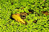 Green Frog Rana clamitans melanota hiding in Duckweed
