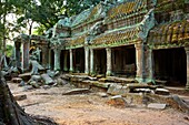 Ficus Strangulosa tree growing over a doorway in the ancient ruins of Ta Prohm at the Angkor Wat site in Cambodia