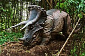 Triceratops which meansthree horned face,  dinosaur from the late Cretaceous period Goes to a length of 29 5 feet and weighted 5 to 8 tons Was a plant eater Belonged to the Major group: Ornithischians Bird-hips Fossil site: United States