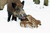 European Wild Pig or Boar Sus scrofa sow with piglets, winter, Germany