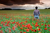 Man watching storm clouds on a poppy field Papaver rhoeas Ayegui, Navarre, Spain, Europe