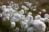 White cotton-grass Eriophorum scheuchzeri or Eriophorum capitatum, National park of Pallas-Yllästunturi, Lapland, Finland