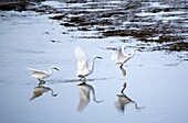 Sequence shot of snowy egret egretta thula taking flight in Alameda, California