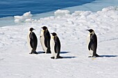 Adult emperor penguin Aptenodytes forsteri on sea ice near Snow Hill Island in the Weddell Sea, Antarctica MORE INFO The emperor is the tallest and heaviest of all living penguin species and is endemic to Antarctica This breeding colony of emperor pengu