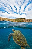 Adult green sea turtle Chelonia mydas in the protected marine sanctuary at Honolua Bay on the northwest side of the island of Maui, Hawaii, USA The range of this species extends throughout tropical and subtropical seas around the world, with two distinct
