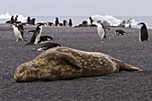 Adult Weddell seal Leptonychotes weddellii hauled out near the Antarctic Peninsula, Southern Ocean MORE INFO This is the most southerly breeding seal in the world, south to 78 degrees south, inhabiting both pack and fast ice The Weddell seal lives furth