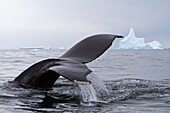Humpback whale Megaptera novaeangliae flukes-up dive near the Antarctic Peninsula, Antarctica, Southern Ocean MORE INFO Humpbacks feed only in summer, in polar waters, and migrate to tropical or sub-tropical waters to breed and give birth in the winter